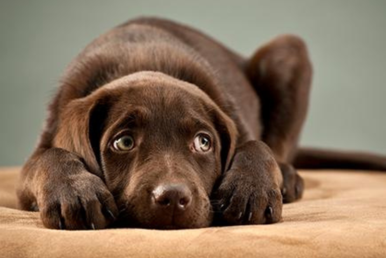 Enfermedad «no identificada» mata decenas de perros en Michigan