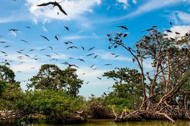 Afectaciones ambientales por las granjas porcícolas en la Península de Yucatán